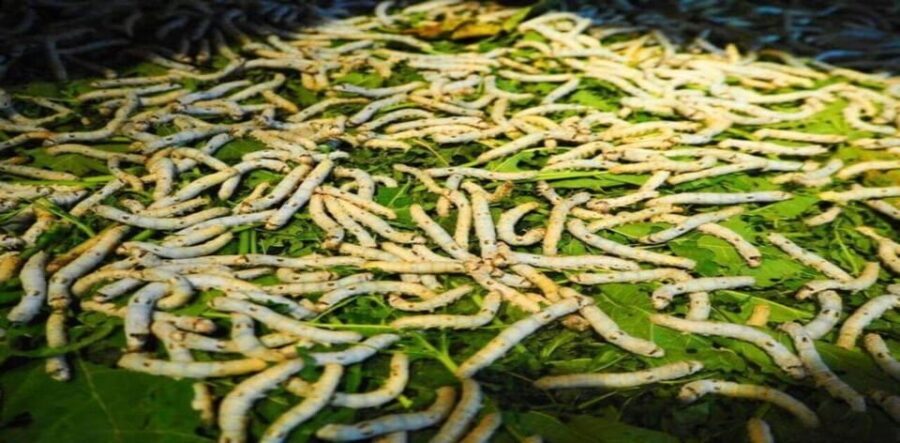Discover Traditional Silk Process in Hoi An Silk Village - Quang Nam’s traditional house: the craft story you’ll actually remember