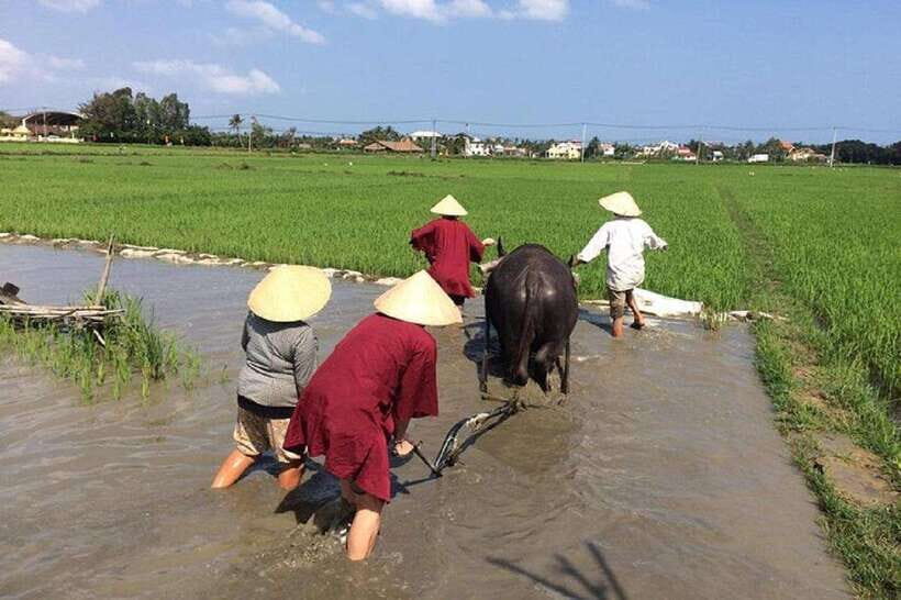 Hoi An Wet Rice Farming Tour-Basket Boat Tour Fishing-Lunch - Key things to know before you go