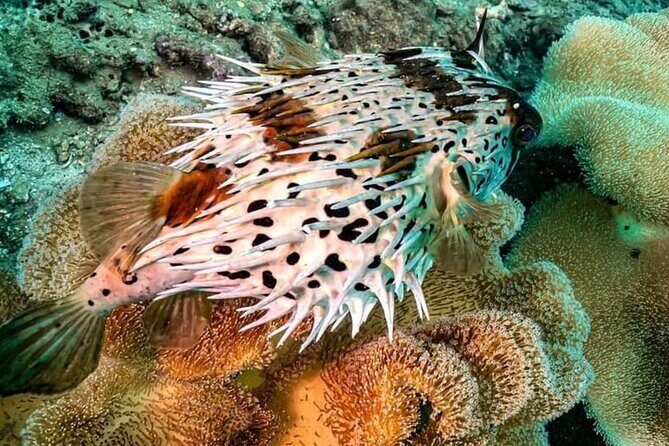 Scuba Diving Tour in Cham Island for certified divers or Beginners - Boat Sights, Not Just Water Work