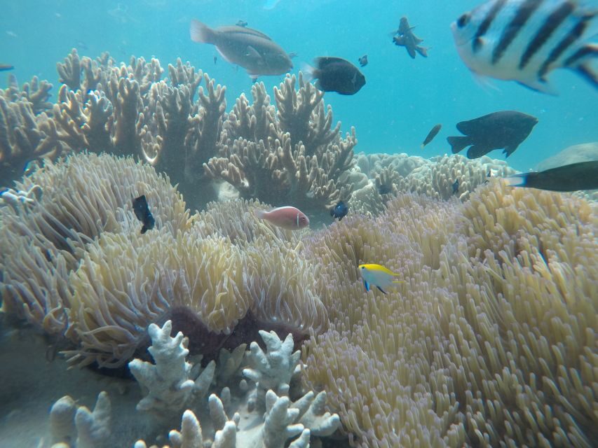 Snorkeling Cham Island: Snorkeling Tour by Speed Boat - Getting from Da Nang or Hoi An to Cua Dai Wharf